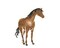 Single Horse Wall Stencil | 1176 by Designer Stencils | Animal & Nature Stencils | Reusable Art Craft Stencils for Painting on Walls, Canvas, Wood | Reusable Plastic Paint Stencil for Home Makeover | Easy to Use & Clean Art Stencil